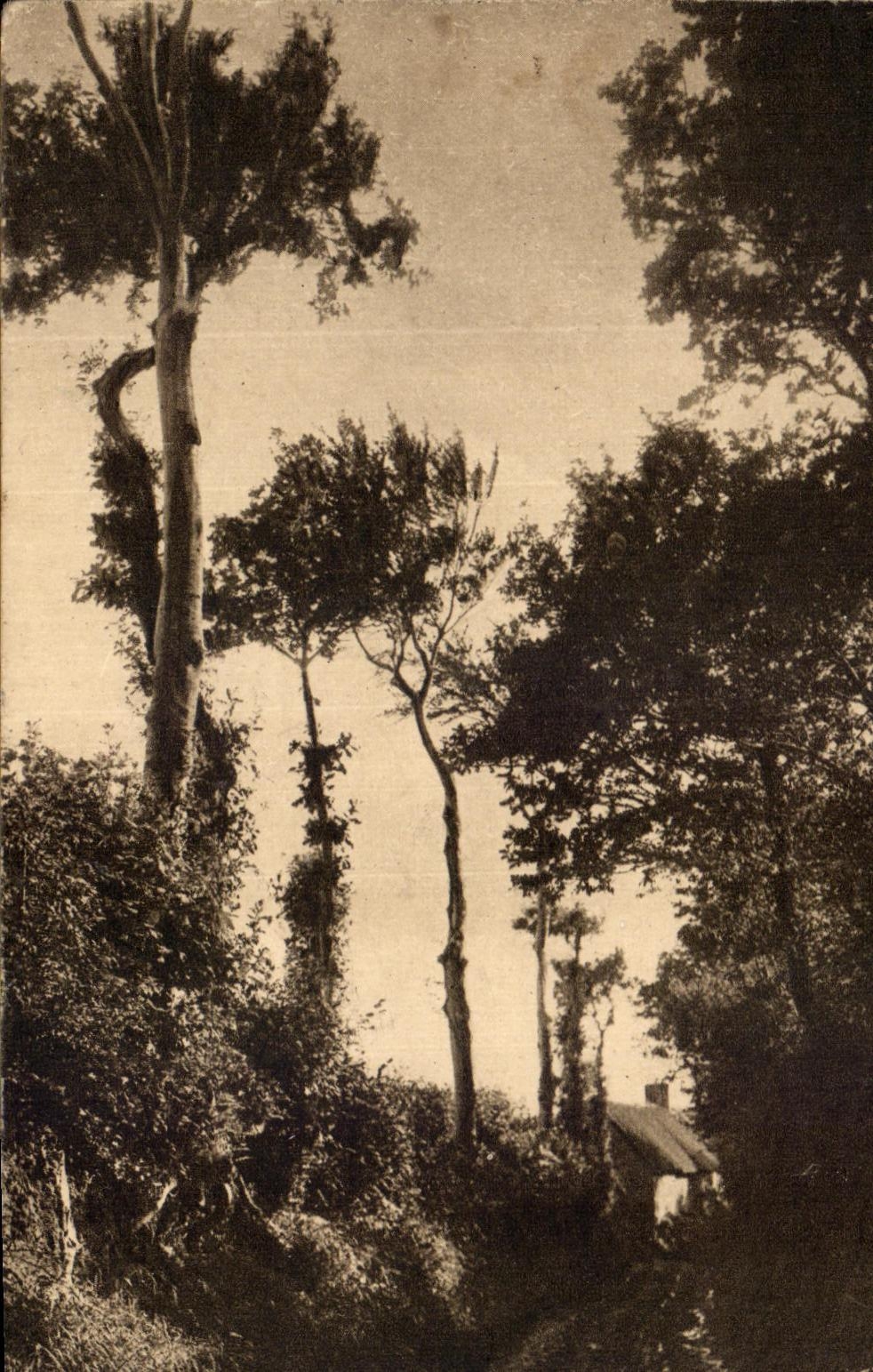 CPA La Normandie pittoresque Chemin creux