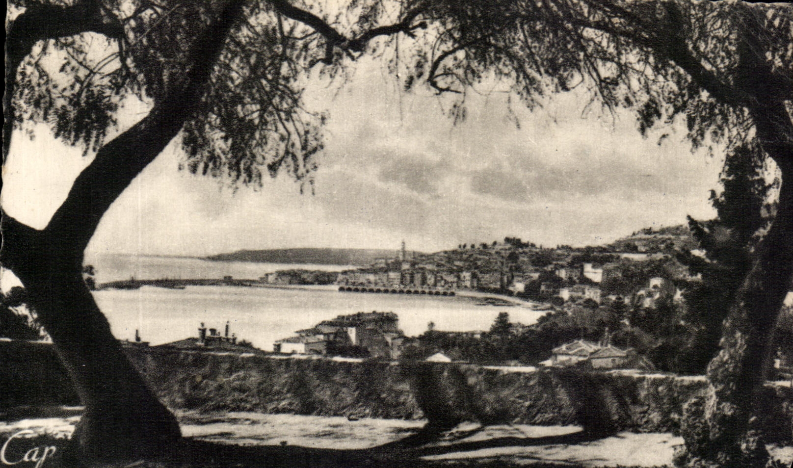 CPA Menton View through the Olive-trees