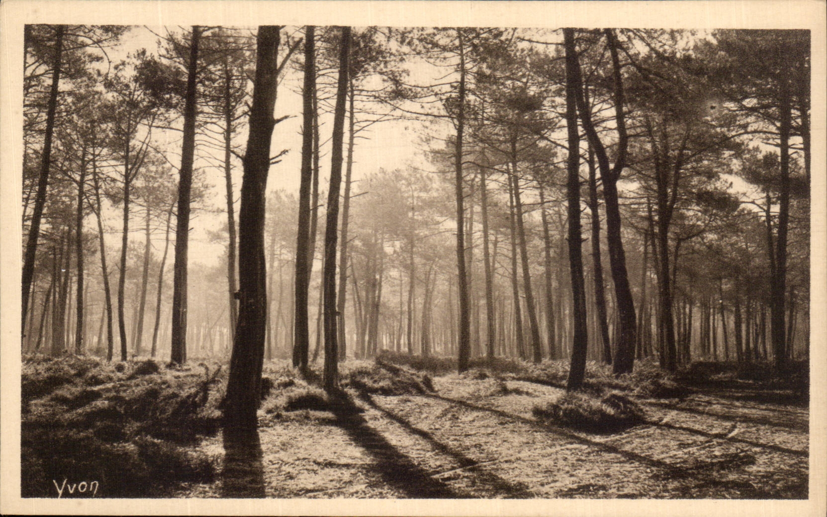 CPA Soft France the Moors De Gascogne