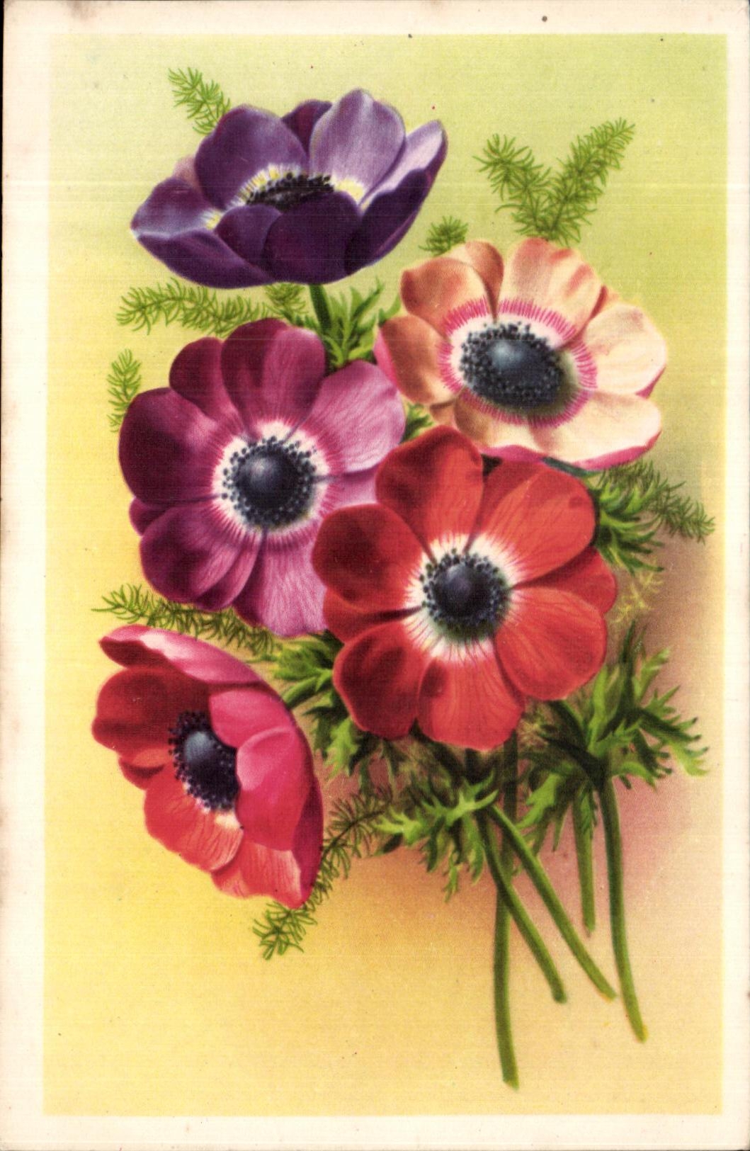 Flores de la fantasia de CPA