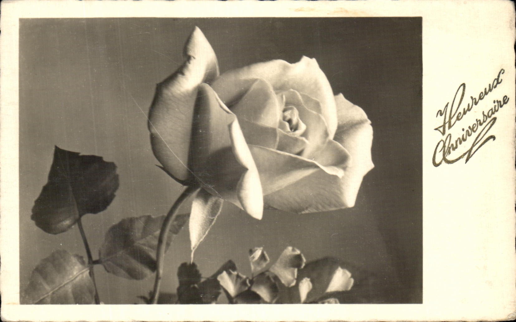 Flores de Rose de la fantasia de CPA