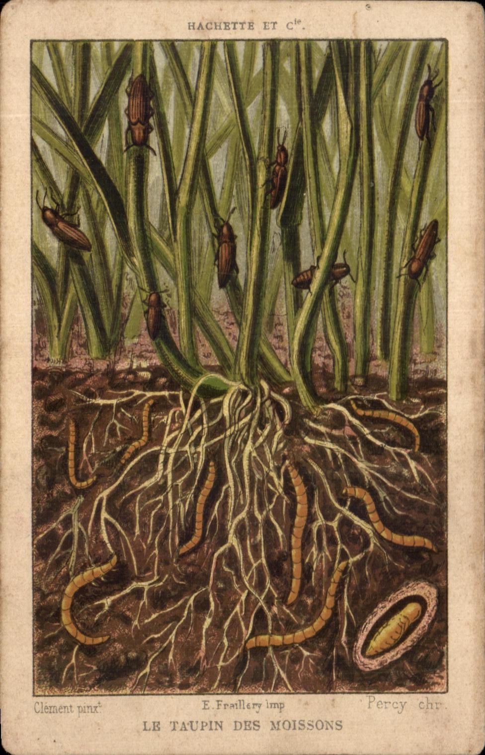 Imagen Taupin Of el insecto de las cosechas