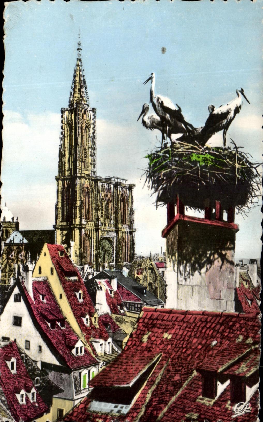 CPA Strasbourg the Cathedral And Storks