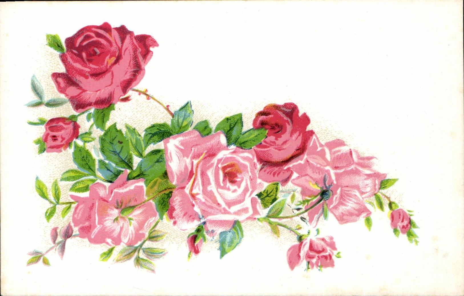 La fantasia de CPA florece rosas