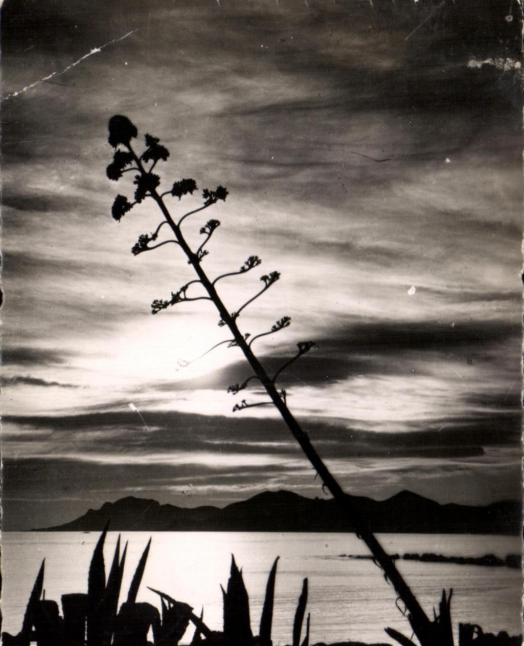 CPA the Dimension of Azure Cannes Sunset in Esterel