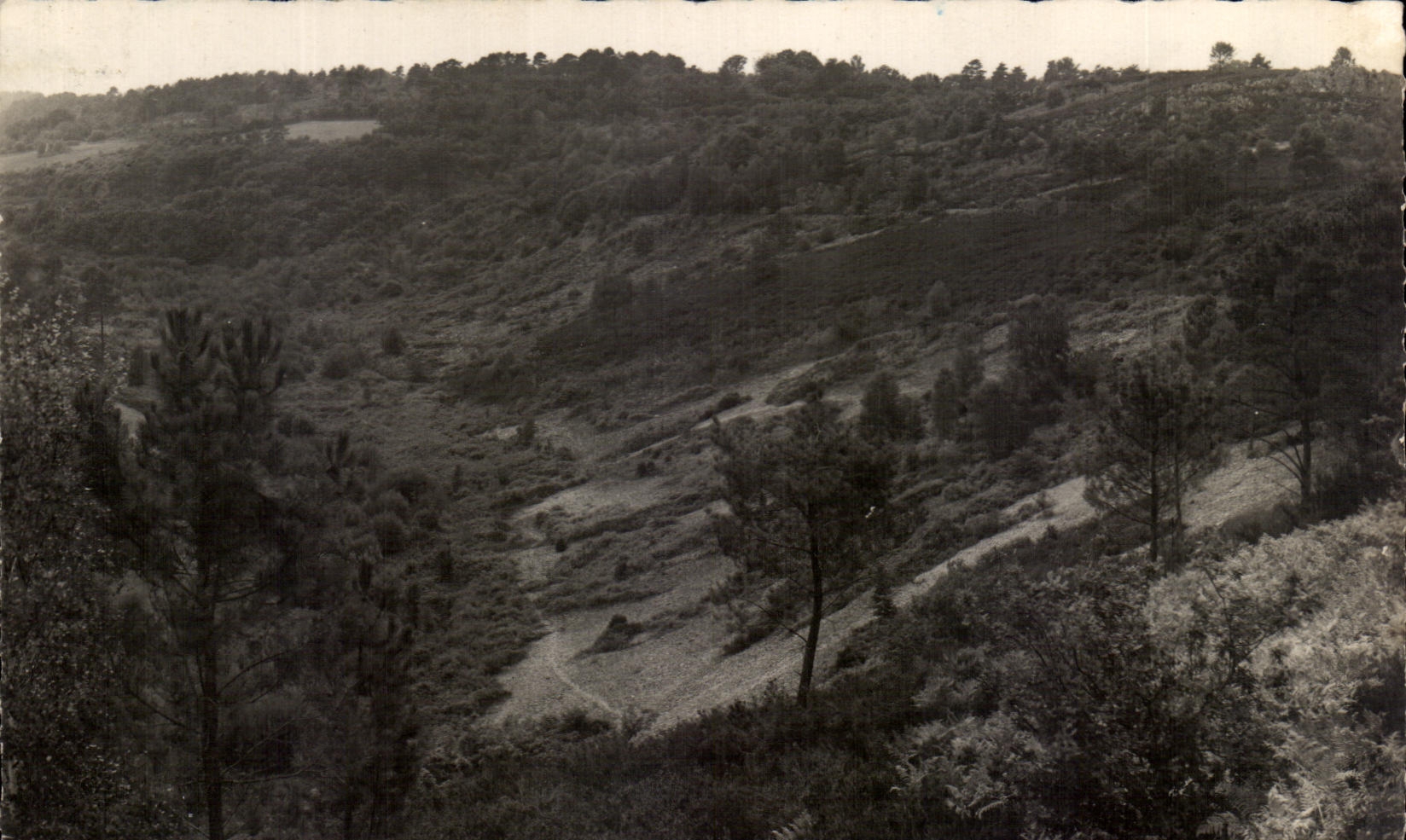 CPSM Saint Leanard Of Wood Seen on the Heather