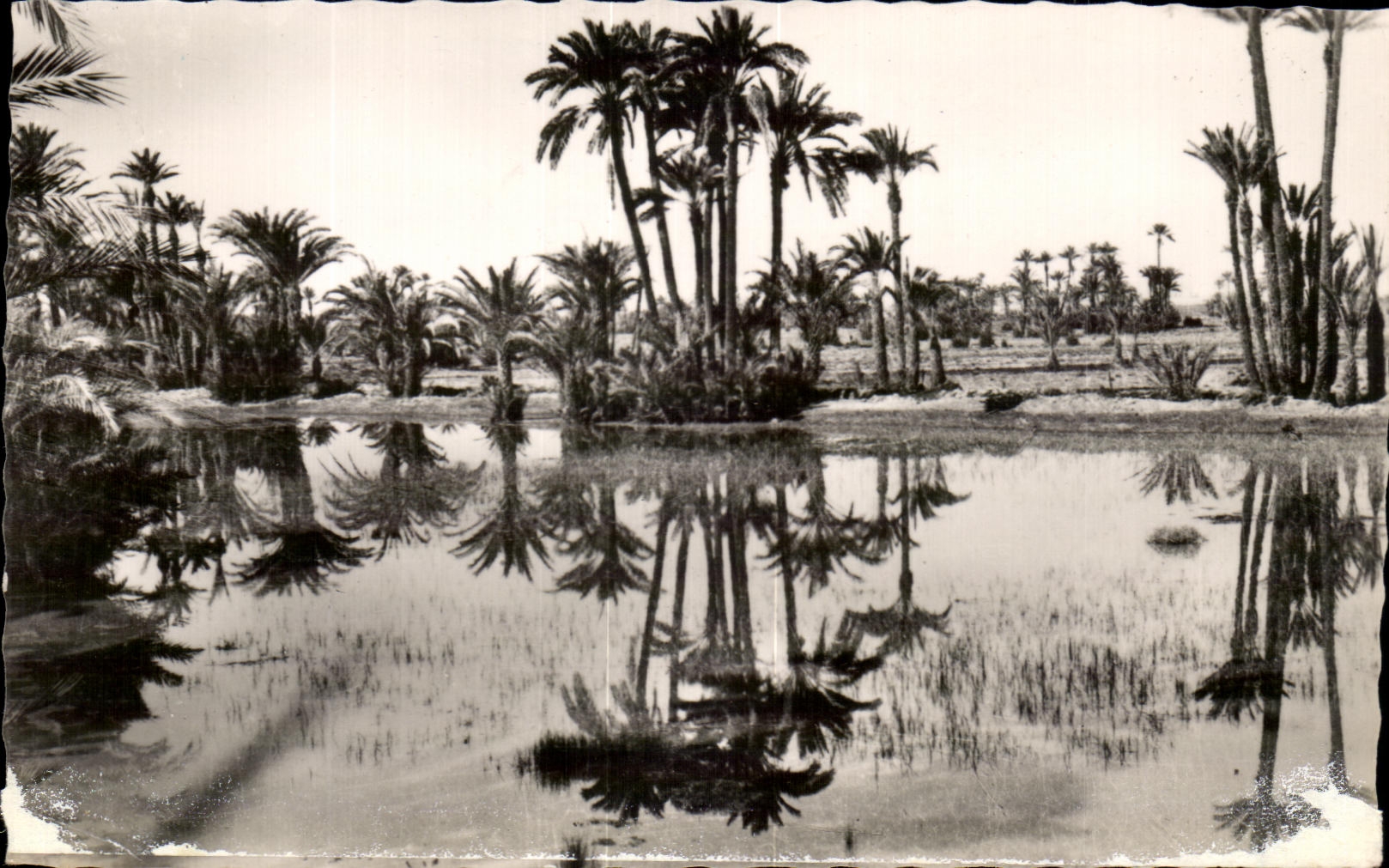 CPA Marrakech In the Morocco Palm plantation