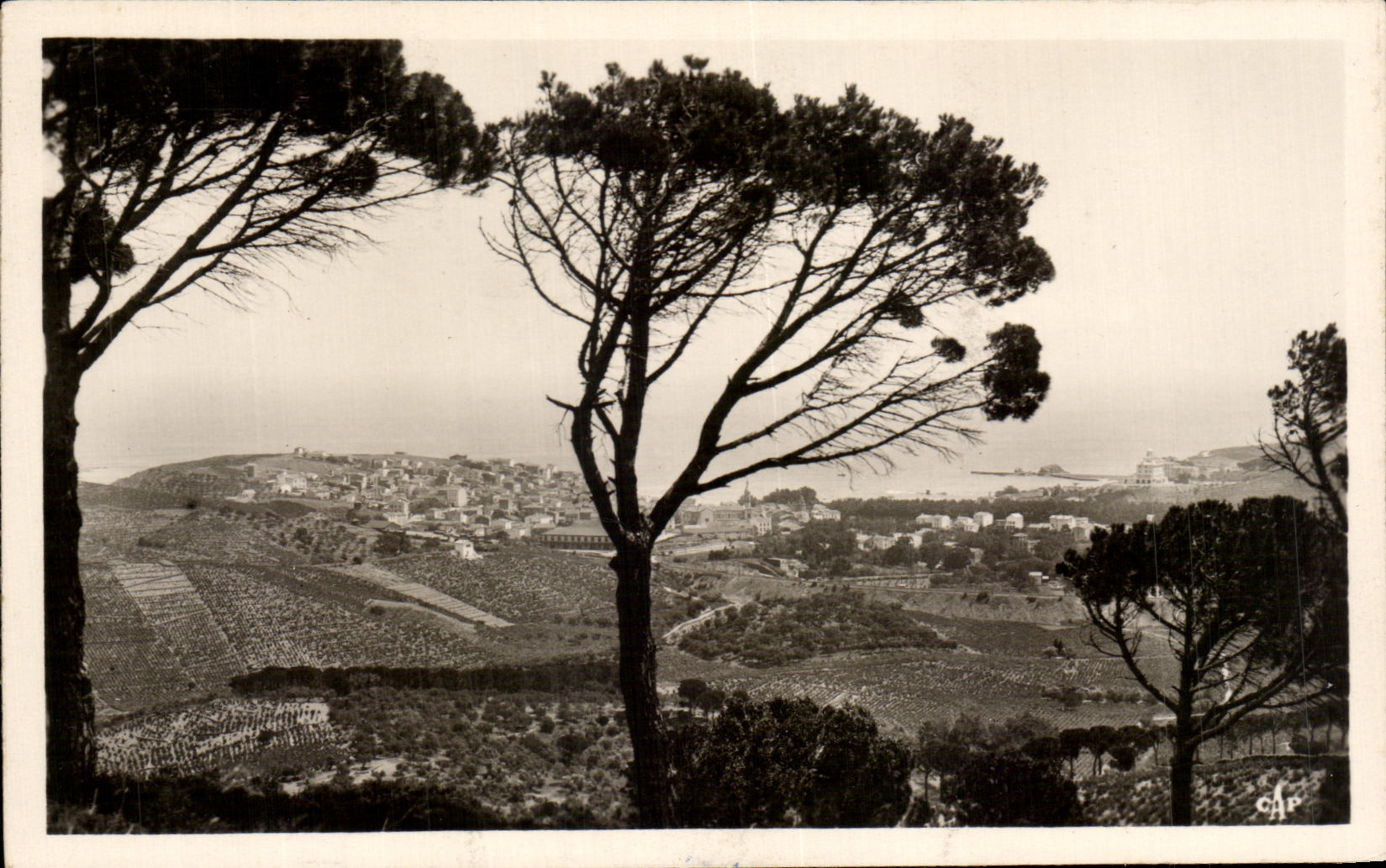 CPA the Vermilion Dimension Banyuls On Sea Panorama Through the Pines Of Salette