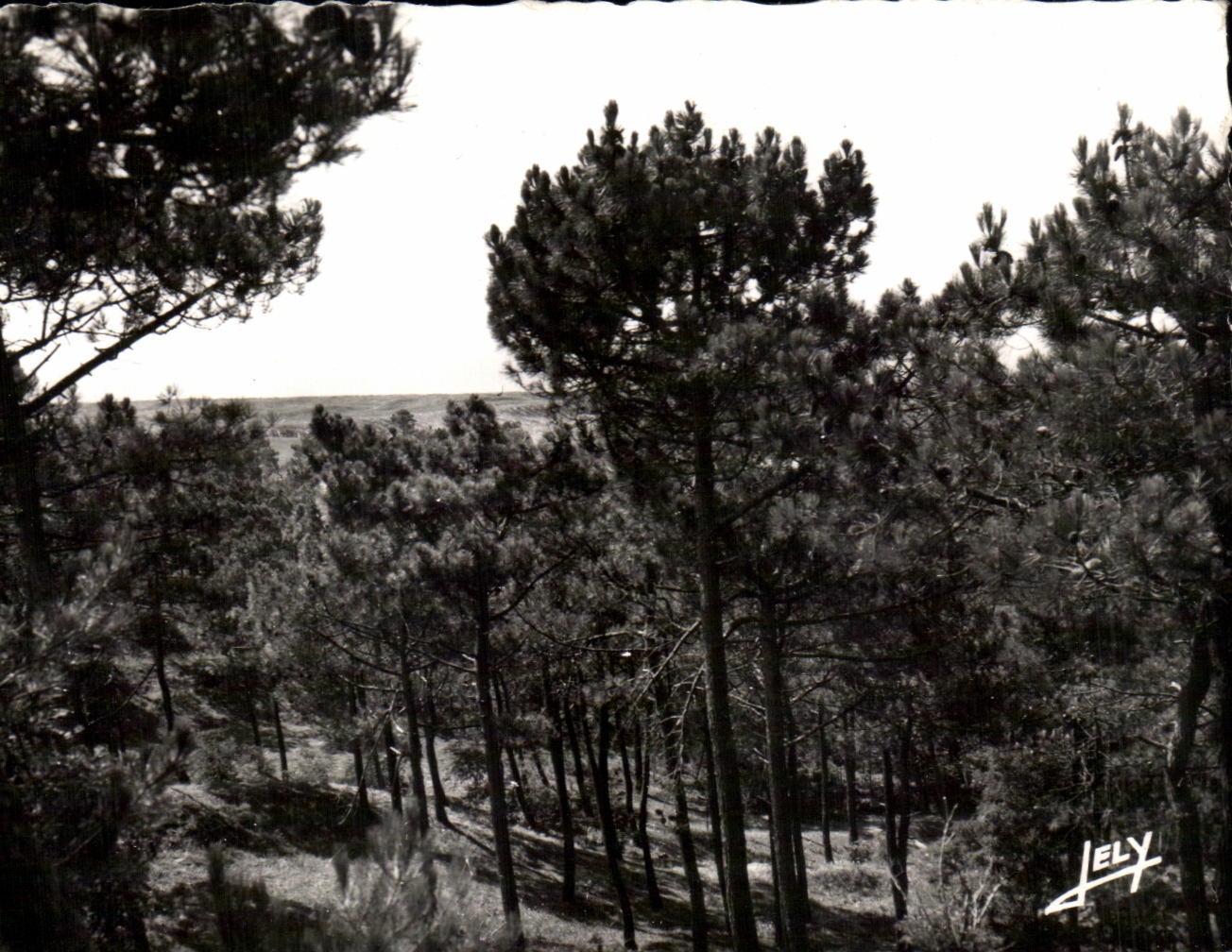 CPA Sion Sur L'Ocean Paysage En Foret