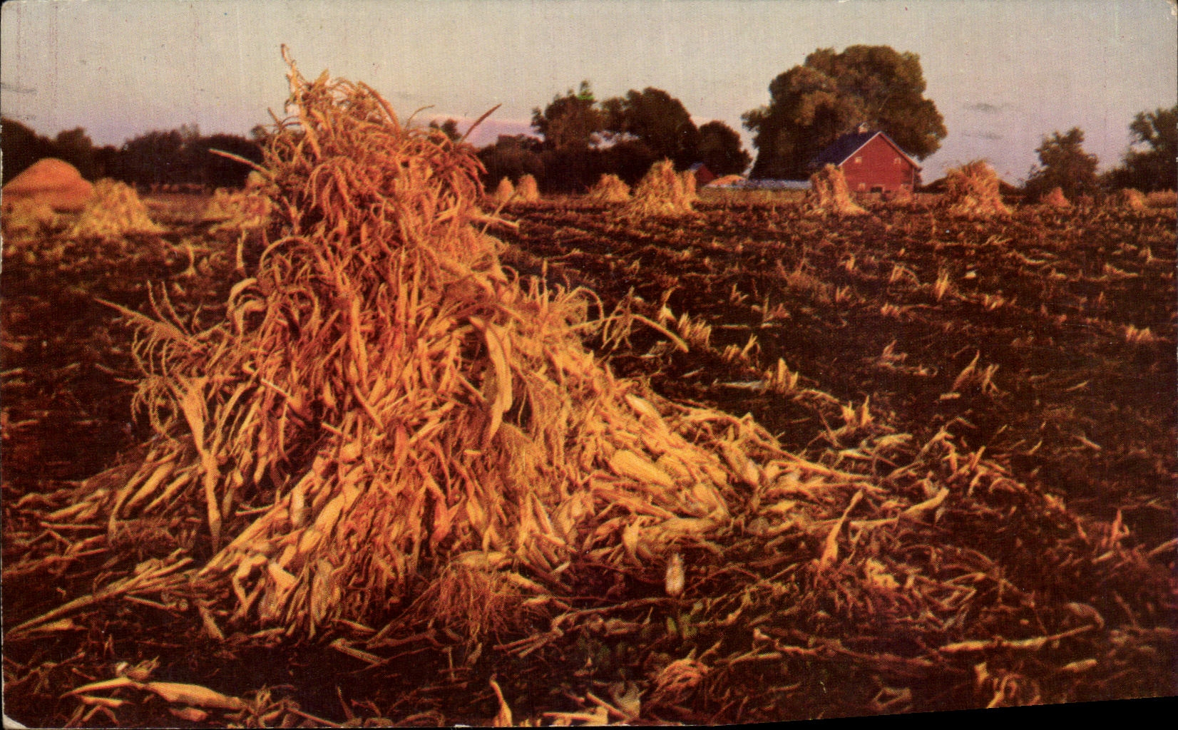 CPA Harvest Golden delicious