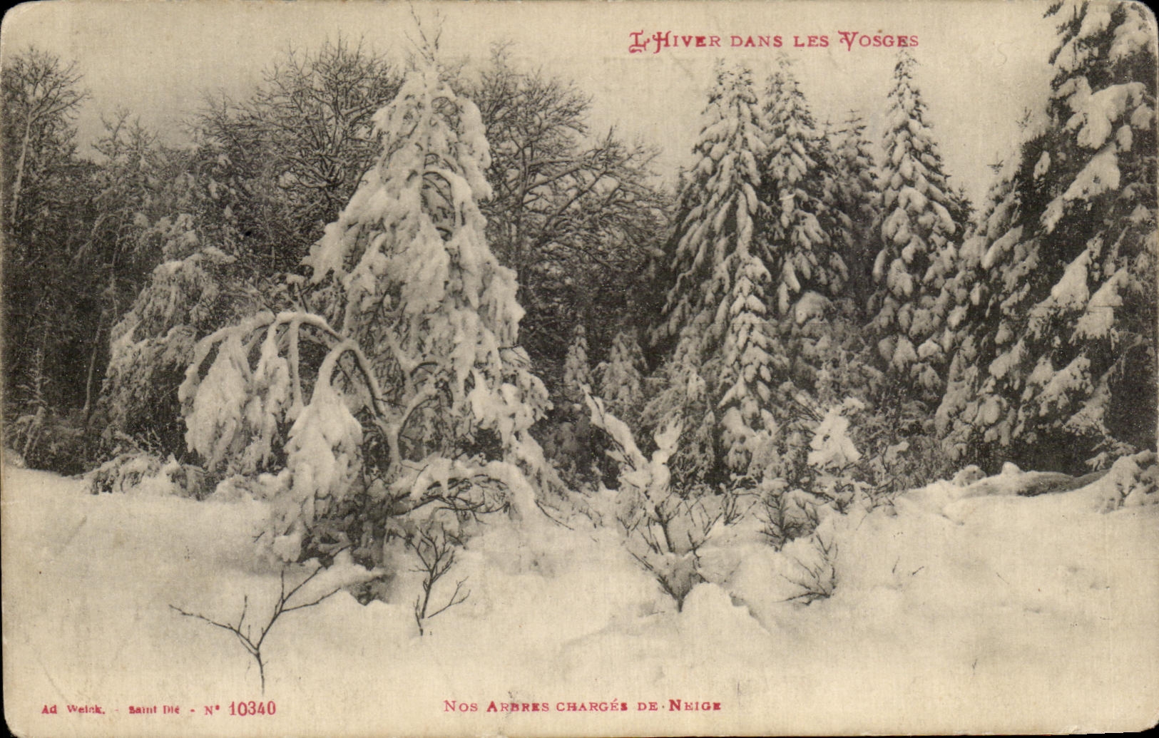 CPA the Winter In the Vosges Our trees loads of snow