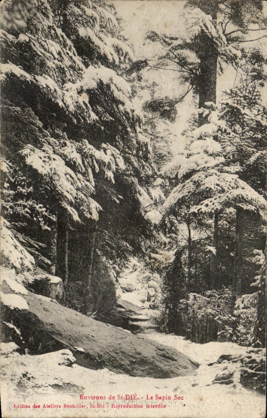 CPA Environs De St Die Le Sapin Sec