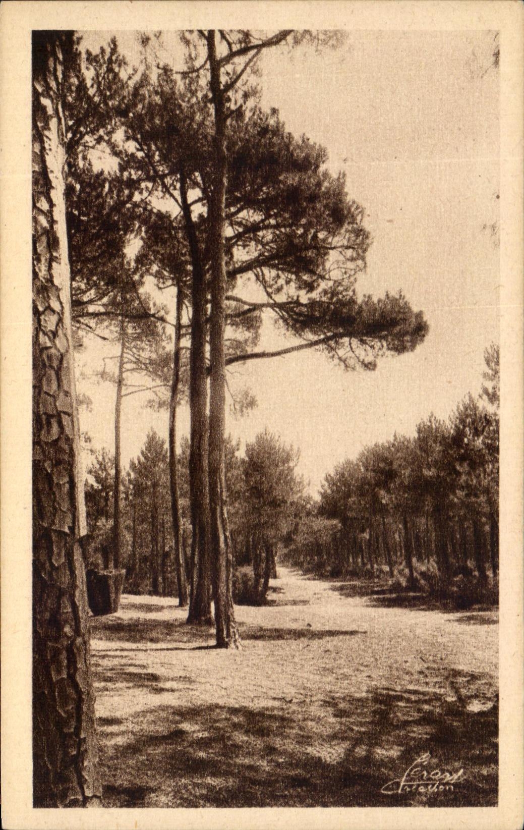 CPA Autour Dc Bassin D'Arcachon Coupe feu En Foret
