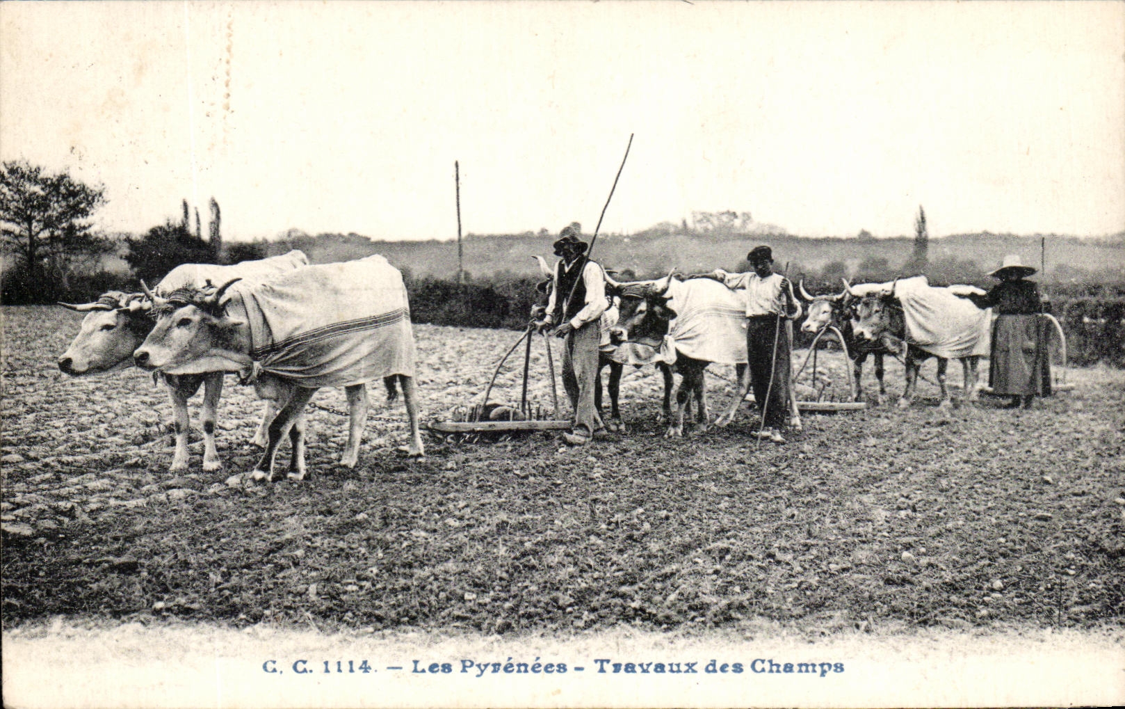 CPA the Pyrenees Agricultural work Folklore Costume Oxen