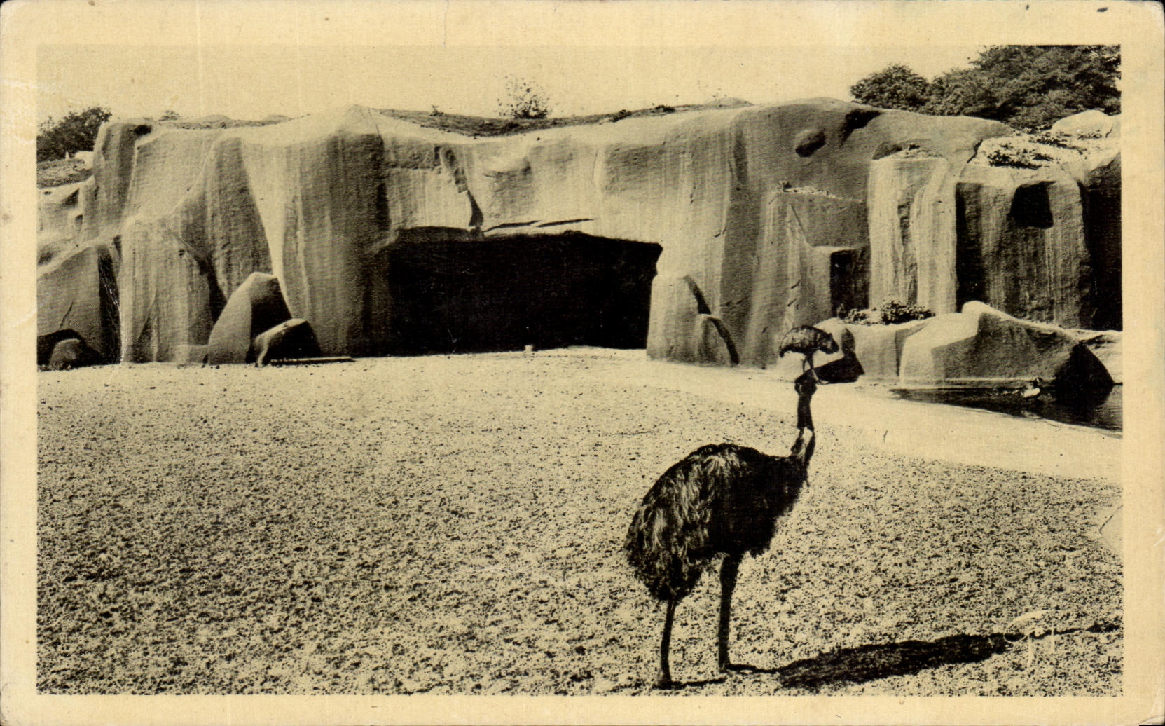 CPA Paris Zoological garden of Vincennes Move Them and the Rock Zoo