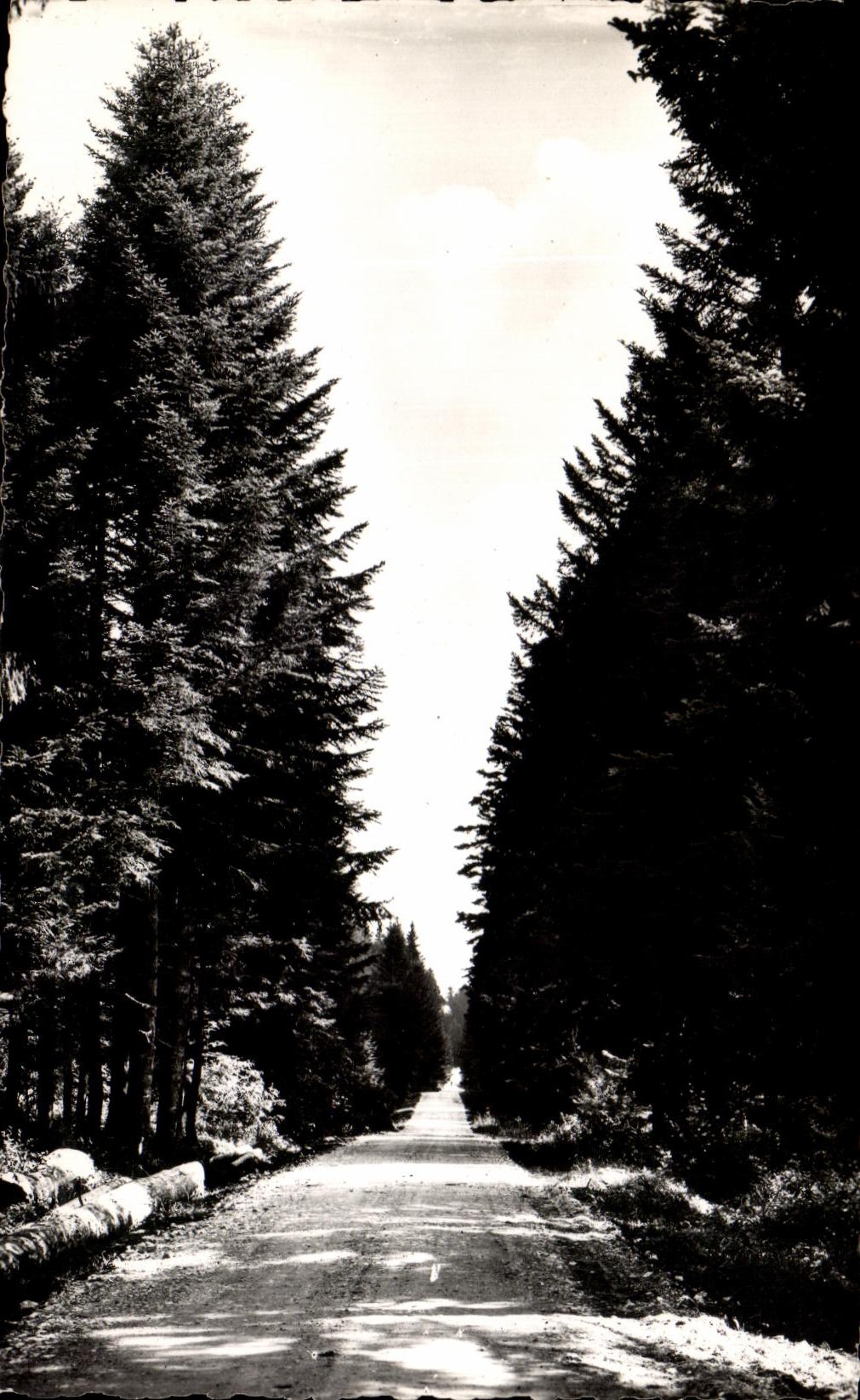 CPA La Franche Comte Pittoresque Chemin En Foret