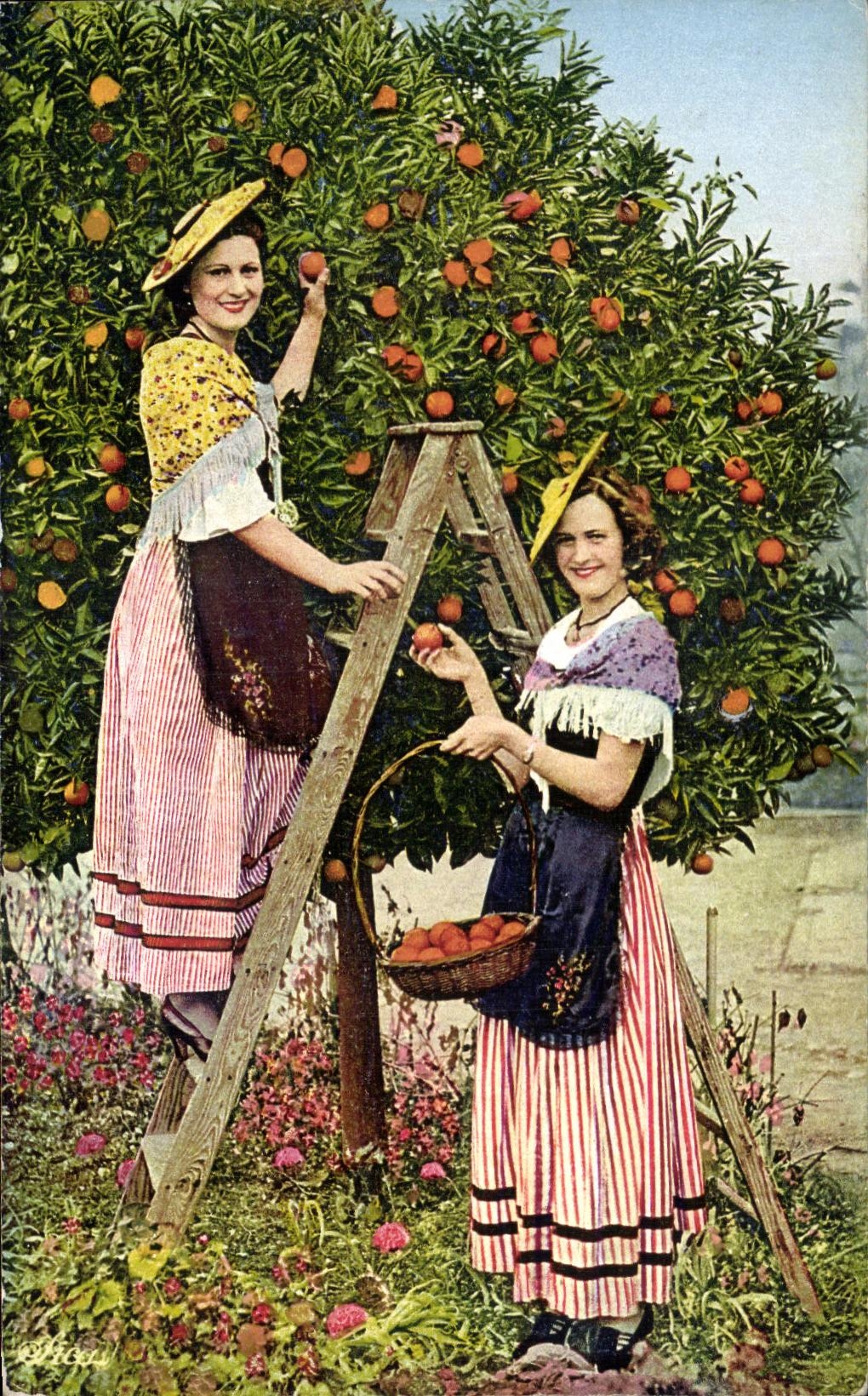 CPA Cote D'Azur Nicoises a la Cueillette des oranges Folklore Costume