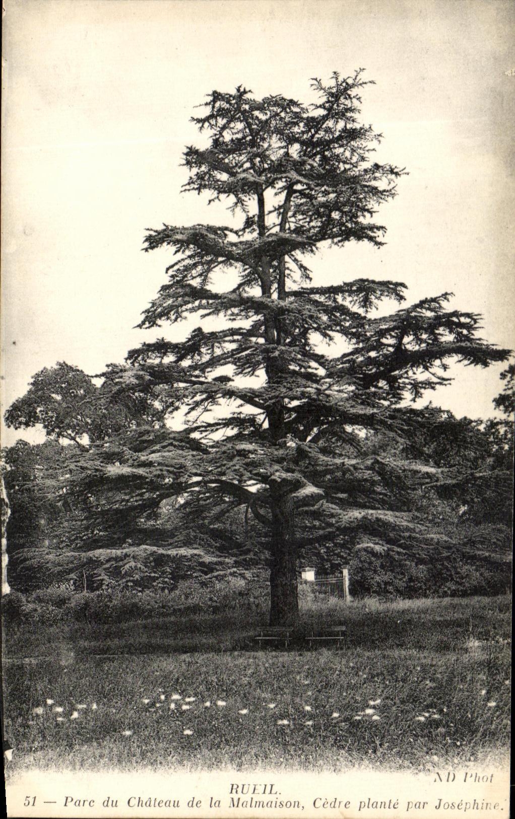 CPA Rueil Parc Of the Castle Of Malmaison Cedre Plants By Josephine