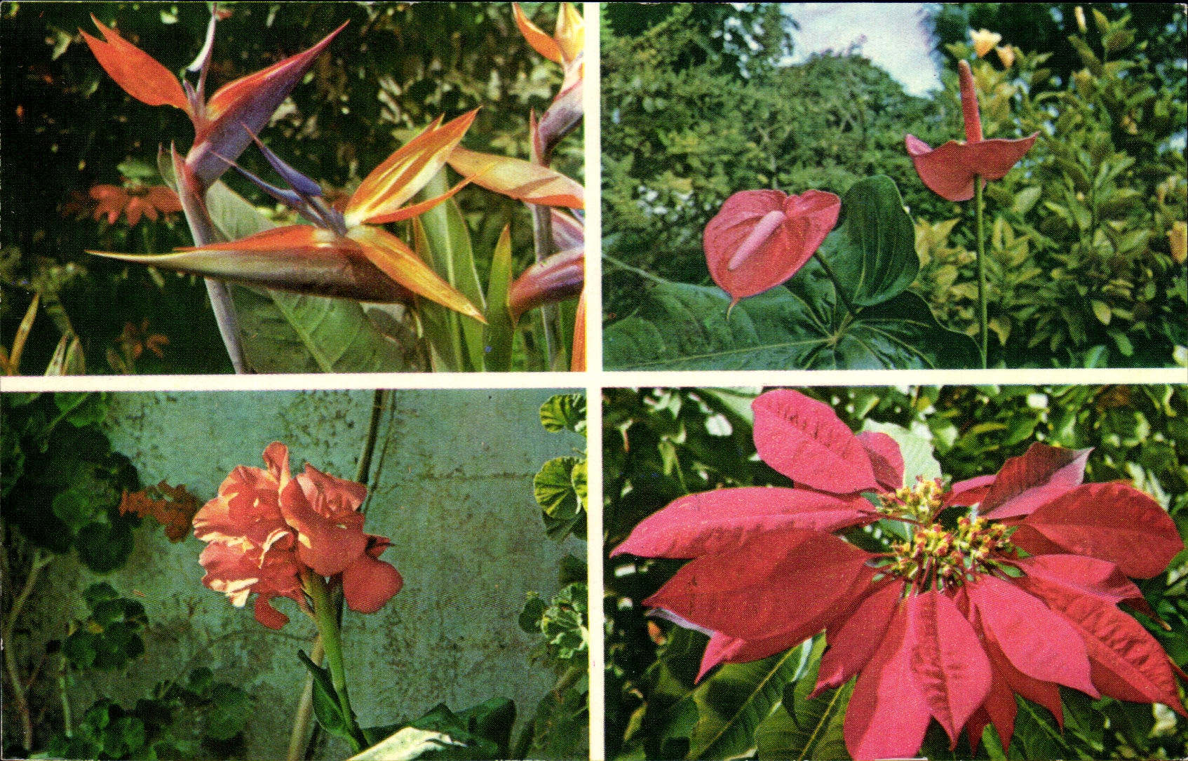 Flora MODERNA de la TARJETA de las flores de Canarias