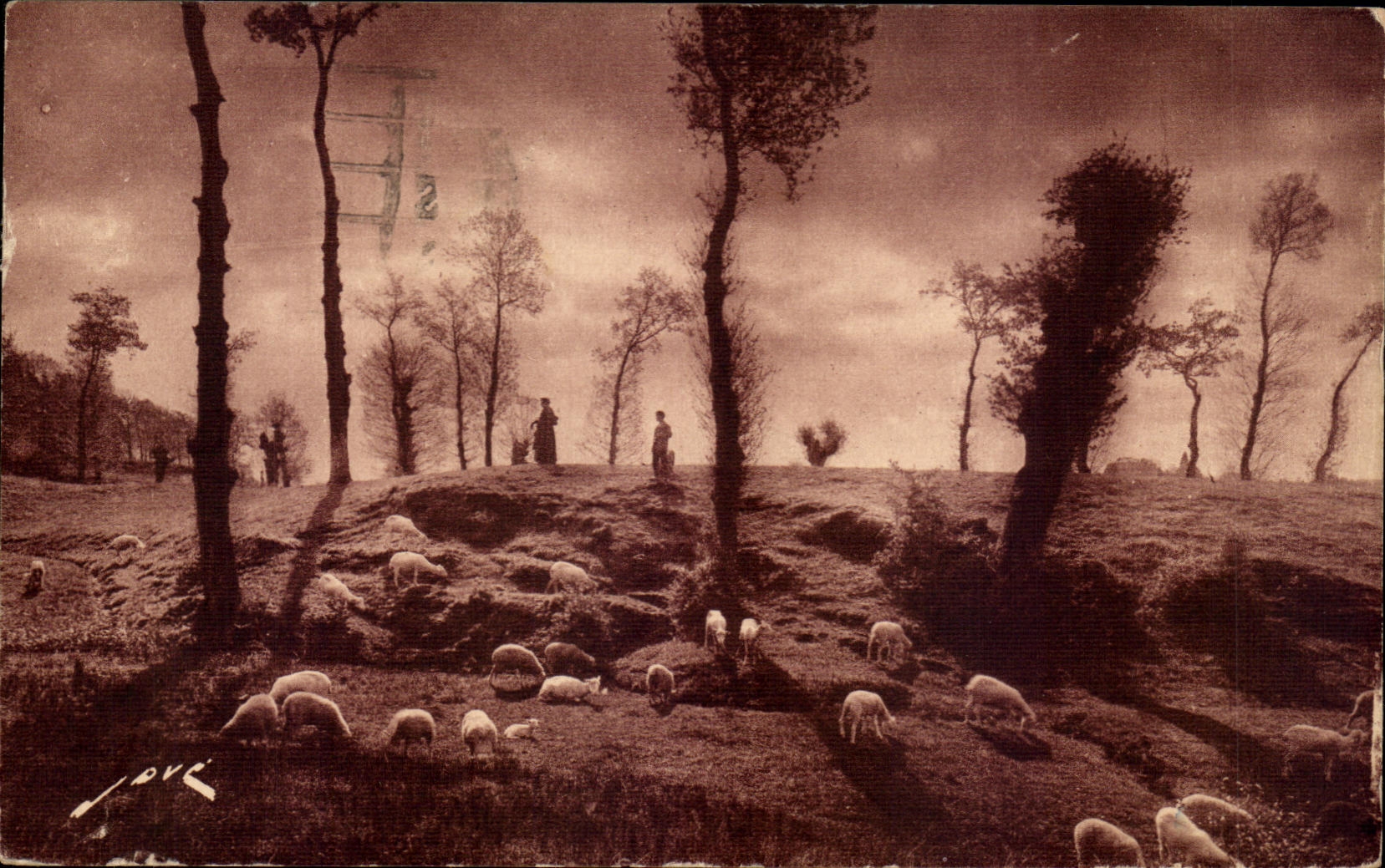 CPA Soft France In the Limousin Pasture