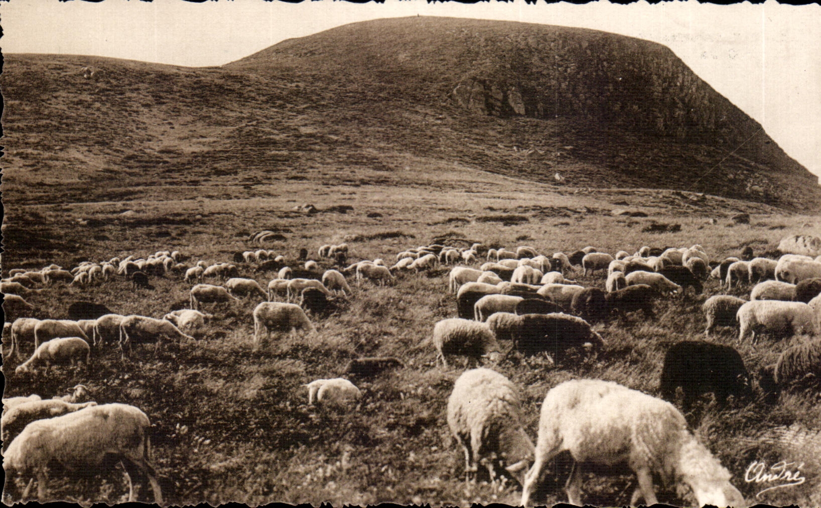 CPA Beautiful French Provinces Auvergne Pasture on the high plateaus Sheep