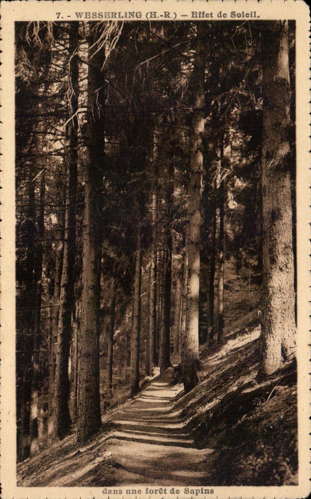 CPA Wesserling Effect of sun in a Drill of Fir trees