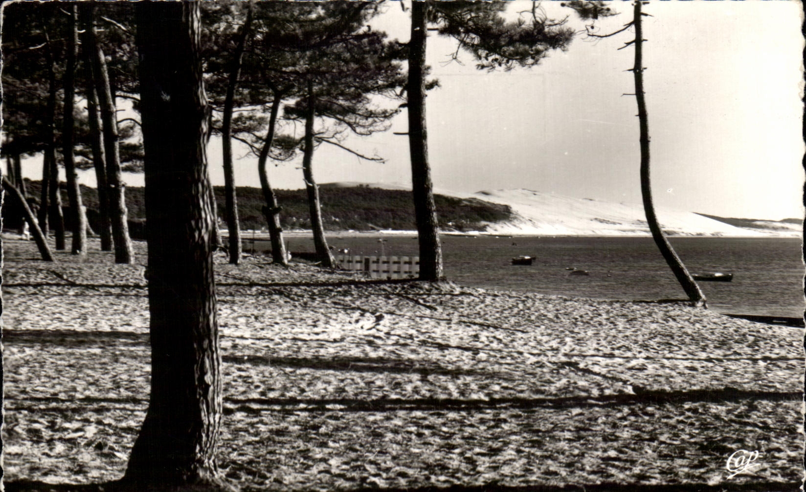 CPA Bassin D'Arcachon Pyla Sur Mer Les Dunes Vue A Travers Les Pins Place Meller 