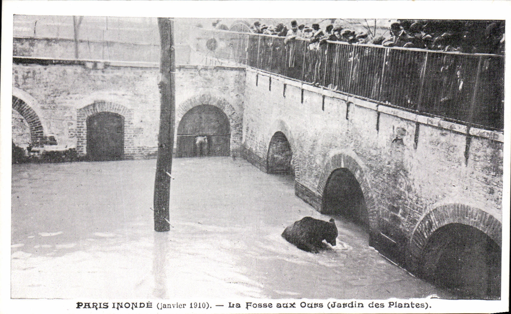 CPA Paris Innonde La Fosse aux Ours Jardin des plantes