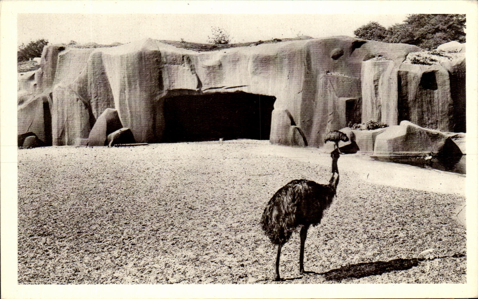 CPA Paris Jardin Zologique de Vincennes Move Them and the Rock