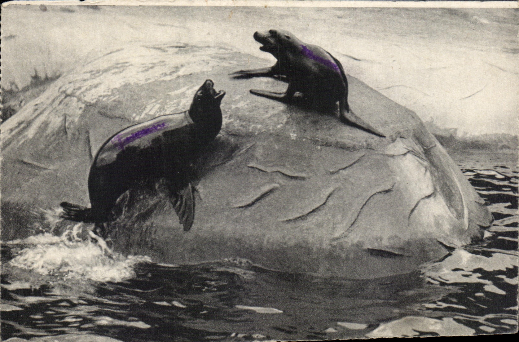 Zoological CPA Paris Of Wood De Vincennes Paris Otaries of California