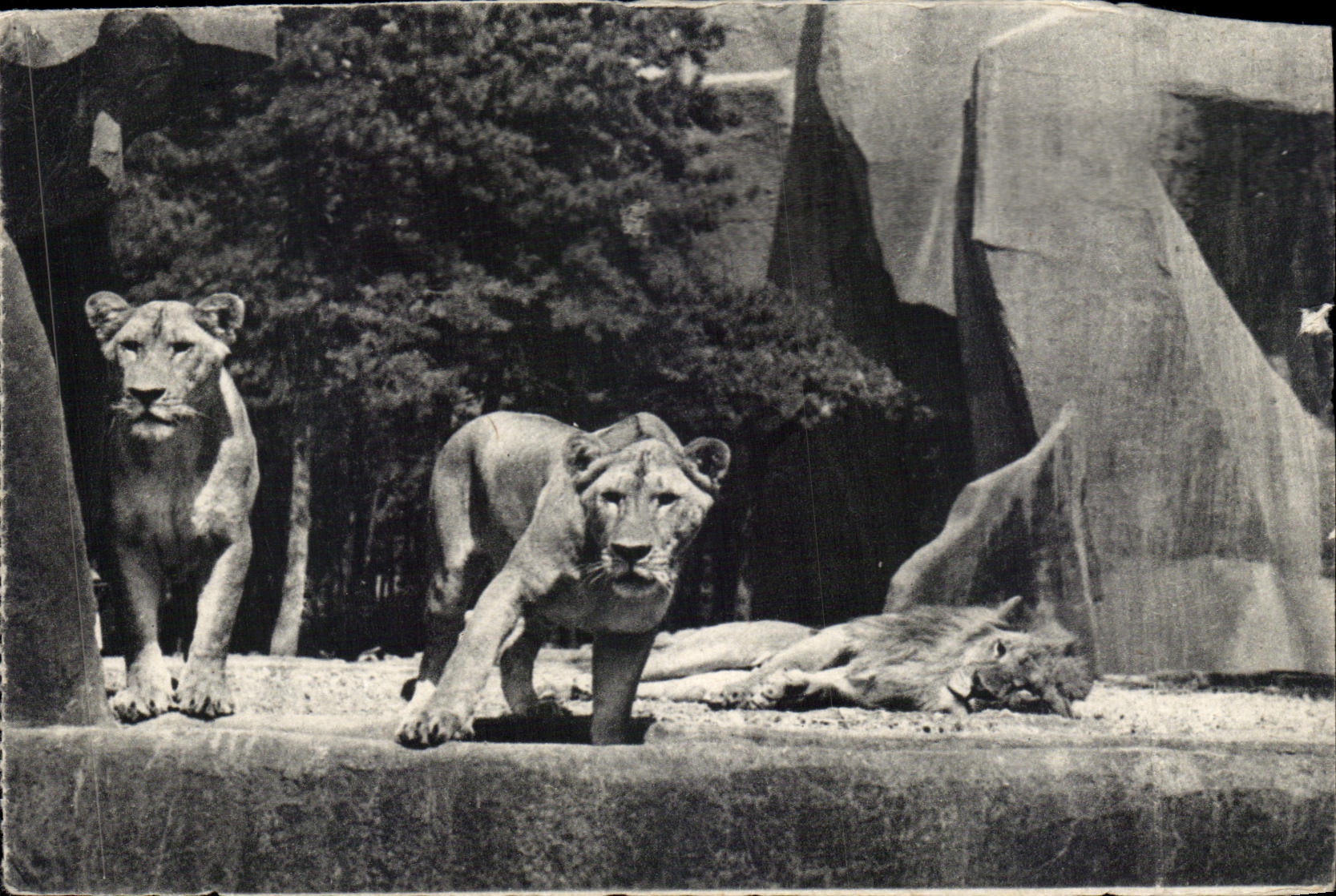 CPA Zoological Paris Of Wood De Vincennes Paris Lion and lionesses on their plate