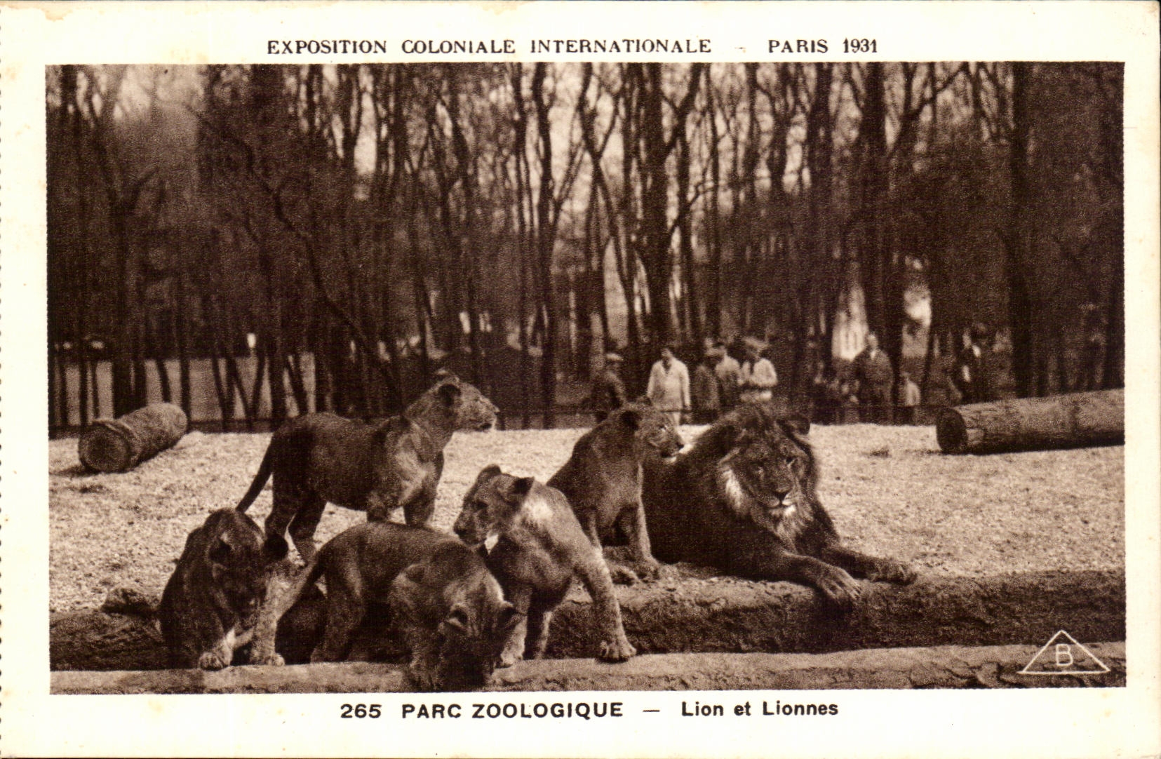 International CPA Expostion Colonial Paris 1931 Zoological gardens Lion and lionesses