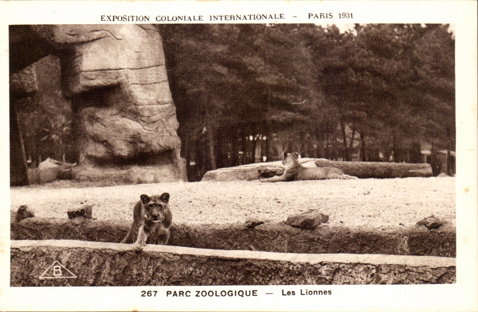 International CPA Expostion Colonial Paris Zoological gardens Lion and lionesses