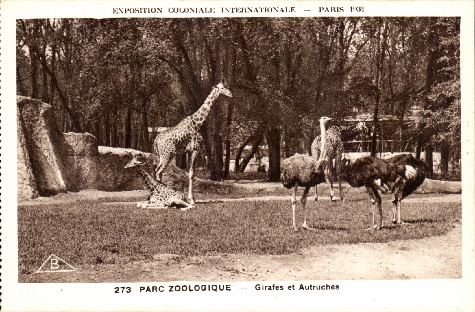 International CPA Expostion Colonial Paris Zoological gardens Giraffes and Ostriches