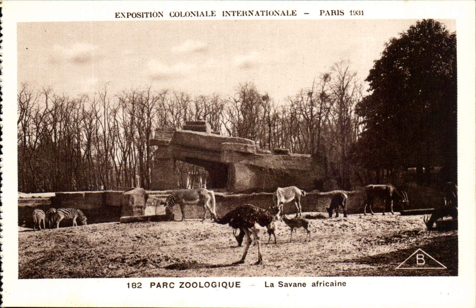 International CPA Expostion Colonial Paris Park Zoologique La African savanna Ostriches Zebras