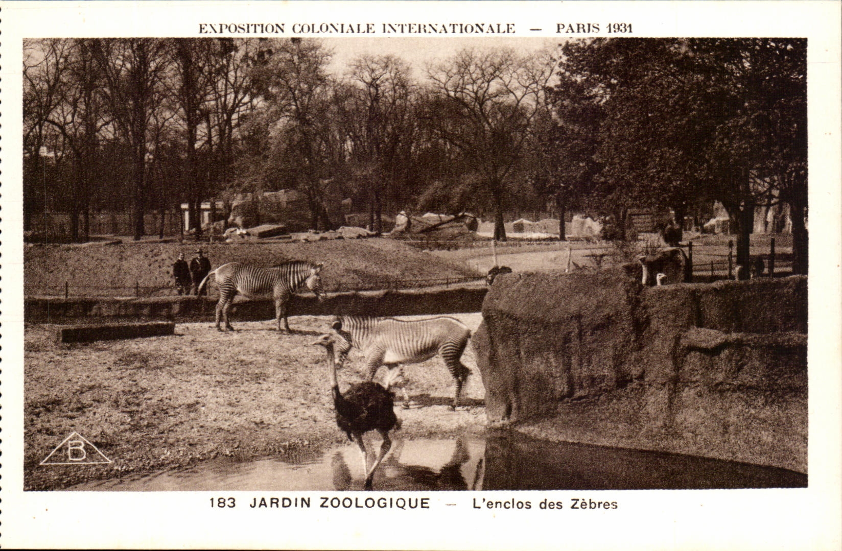 International CPA Expostion Colonial Paris Zoological gardens the Enclosure of the Zebras ostrich
