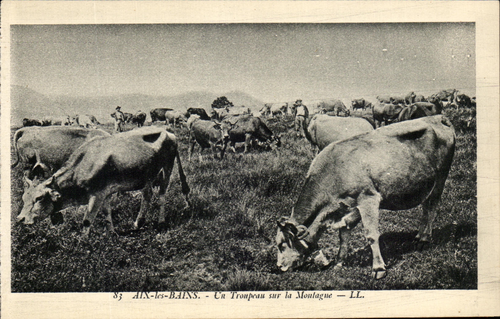 CPA Aix Les Bains Troupeau Sur La Montagne Vaches
