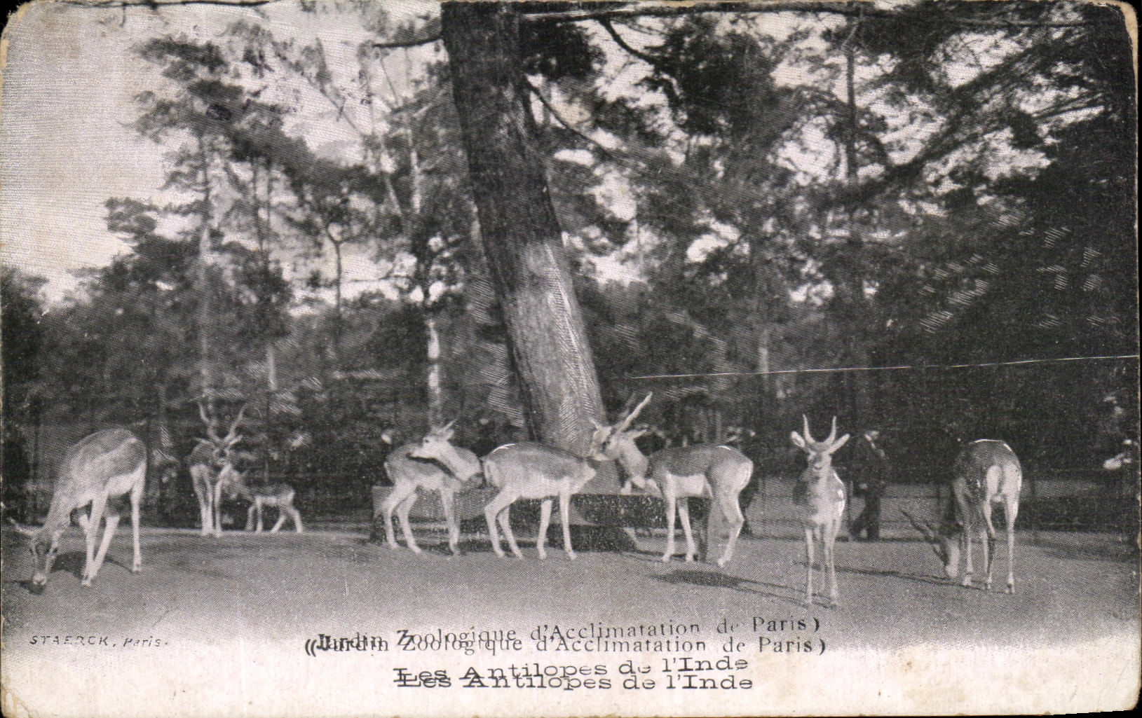 CPA Paris Antelopes of I' India Zoological gardens Zoo