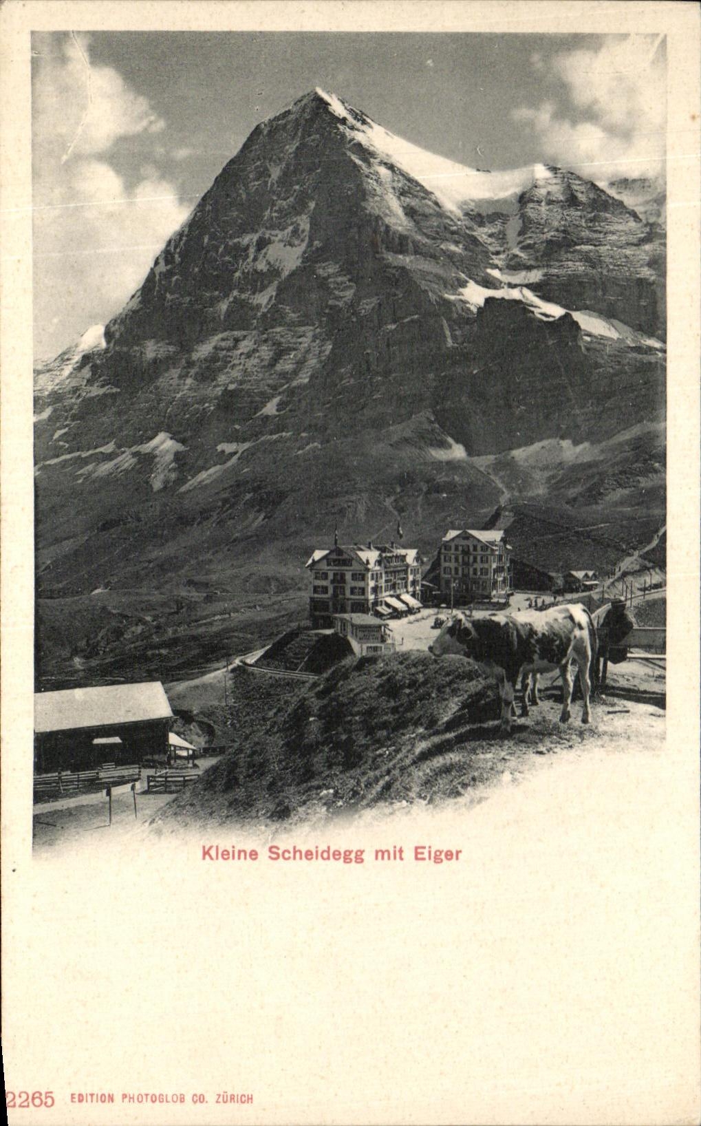 CPA Kleine Scheidegg Mit Eiger Vaches
