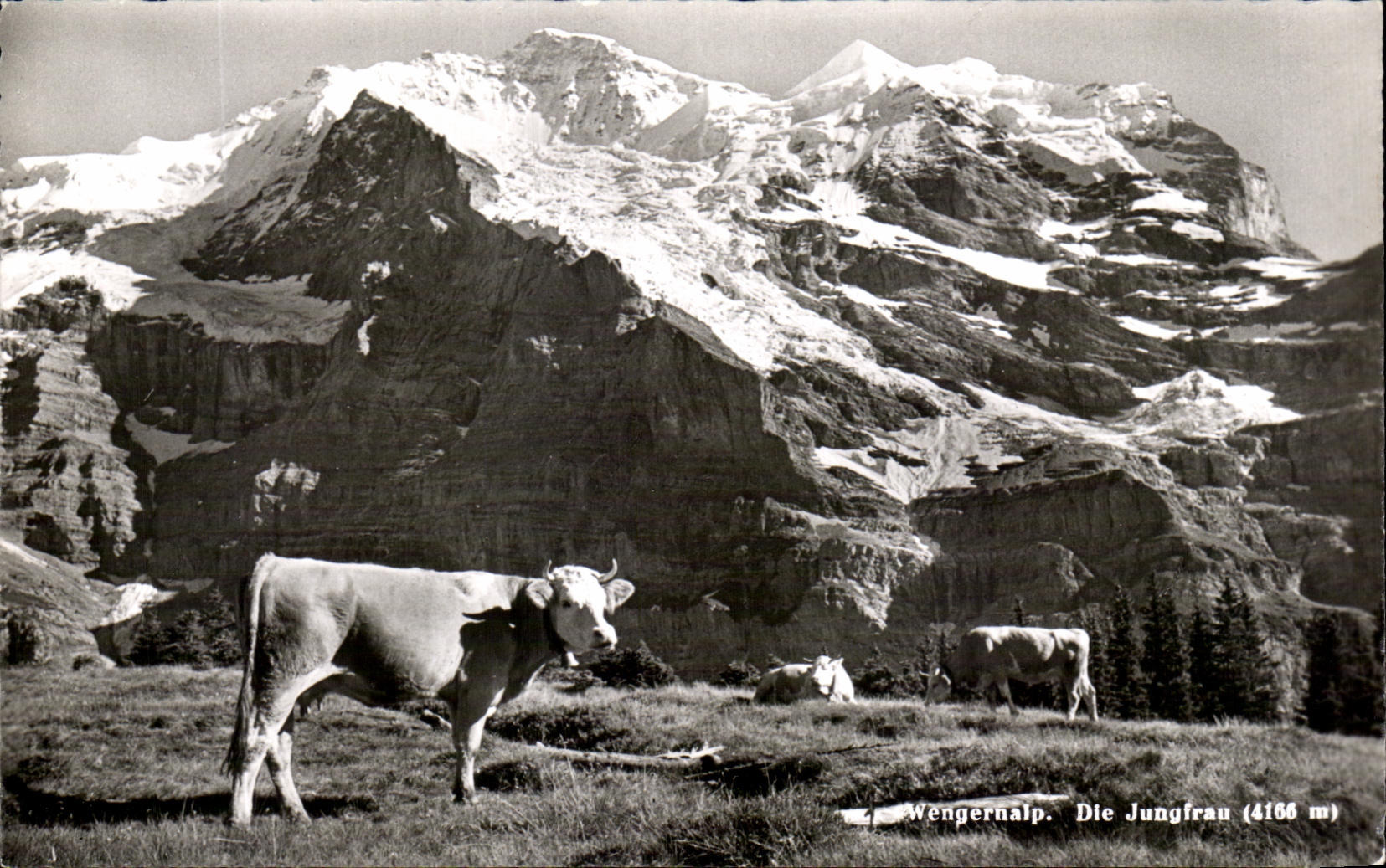 CPA Wengernalp Die Jungfrau Vaches