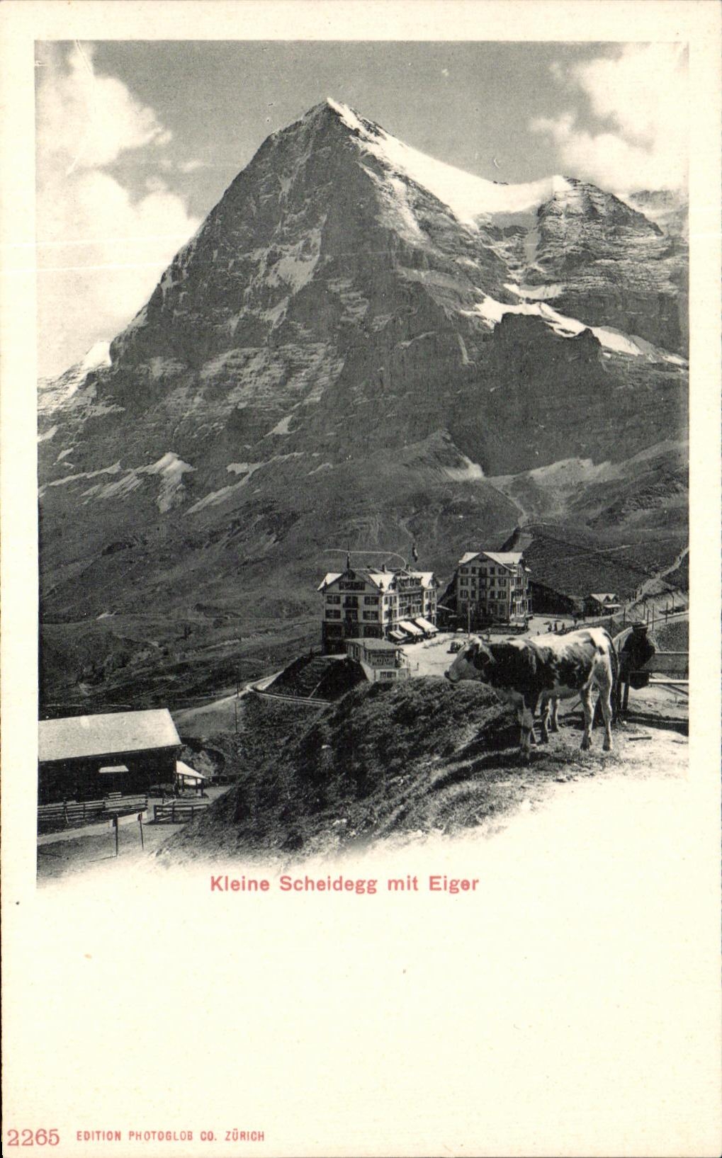 CPA Kleine Scheidegg MIT Eiger cow