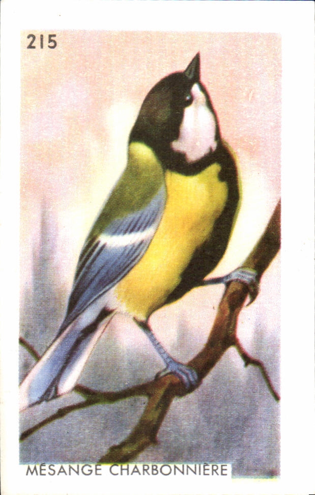 Image Coal Titmouse bird