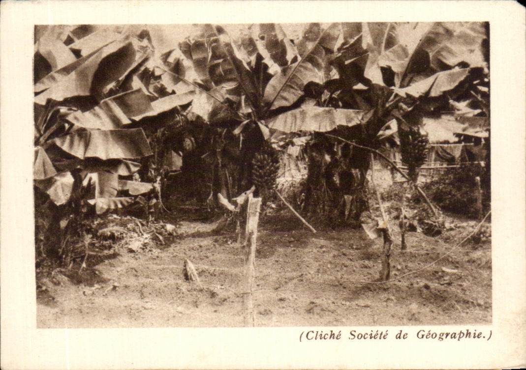 CPA French West Indies Banana trees and their modes of hampers