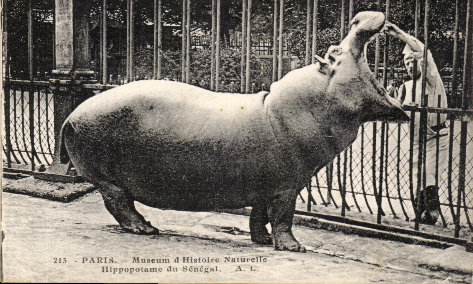 CPA Paris Museum D History Natureile Hippopotamus of Senegal