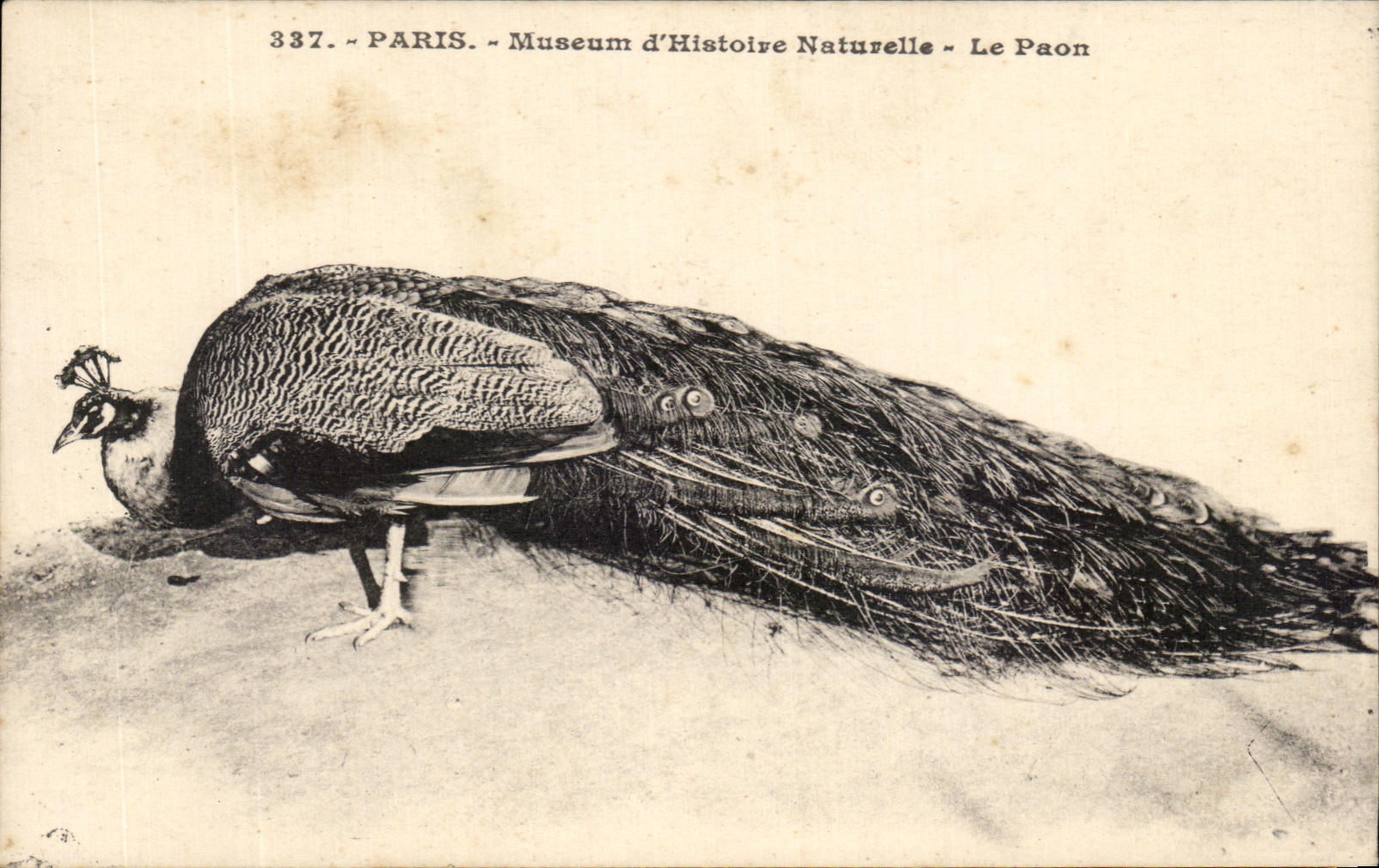 CPA Paris Museum D Natural history the Peacock