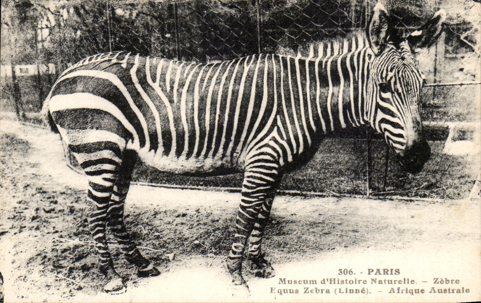 CPA Paris Museum of Natural history Streaks Southern Africa