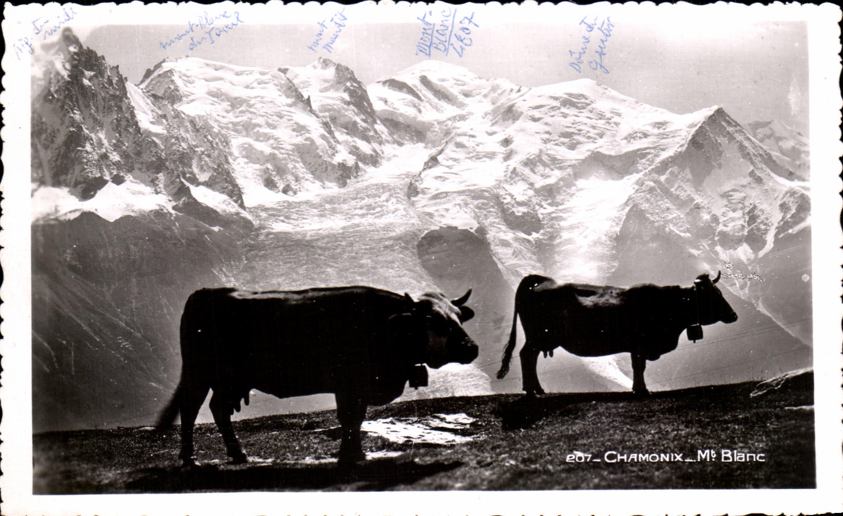 CPA Chamonix Mt Blanc Vaches
