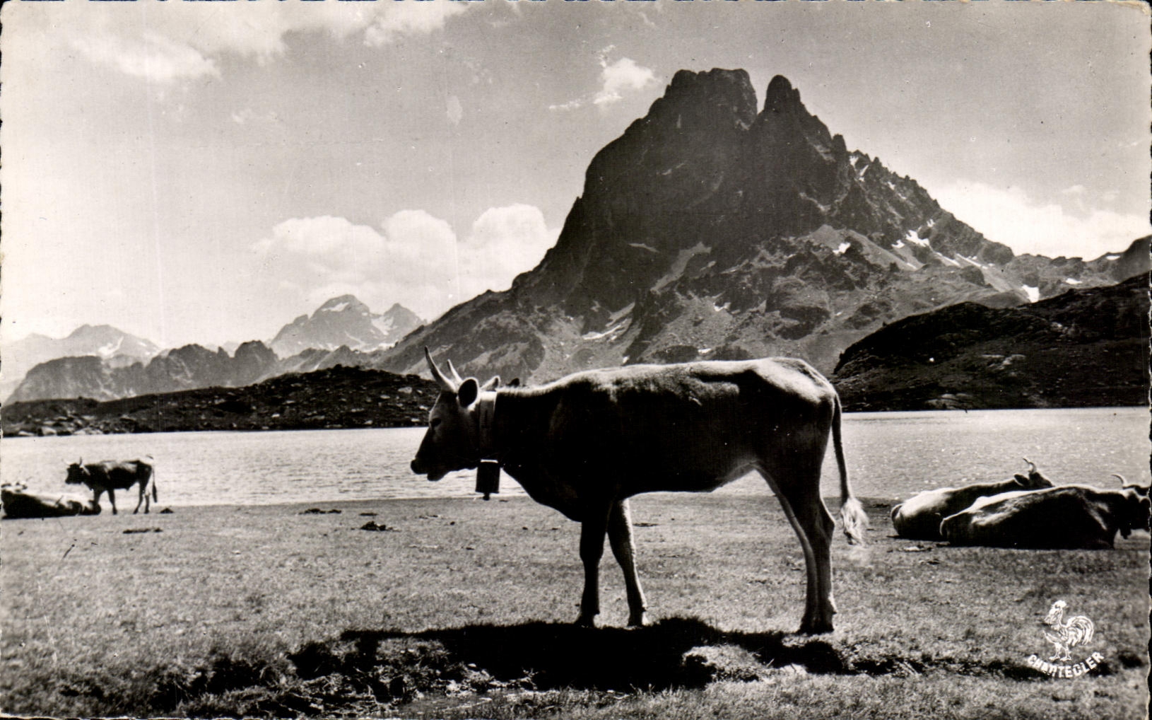 CPA the Pyrenees Lake Ayous Peak of the South of Ossau Cow