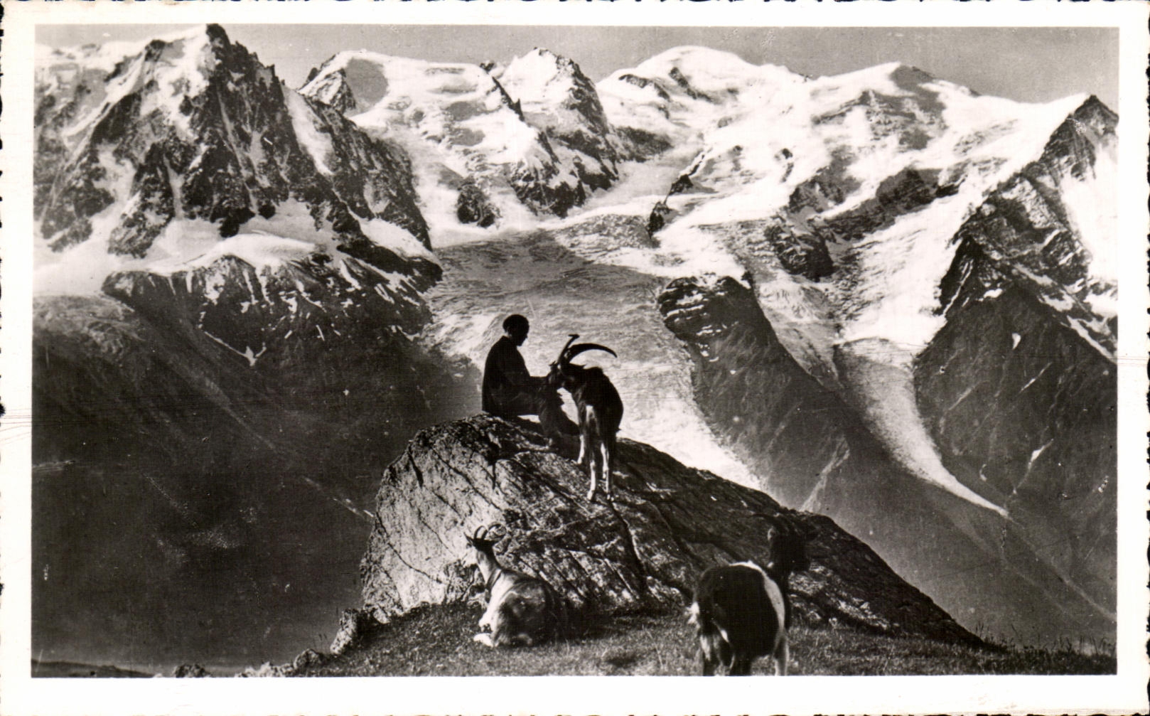 CPA Chamonix Chaine du Mont Blanc Chamois Isard