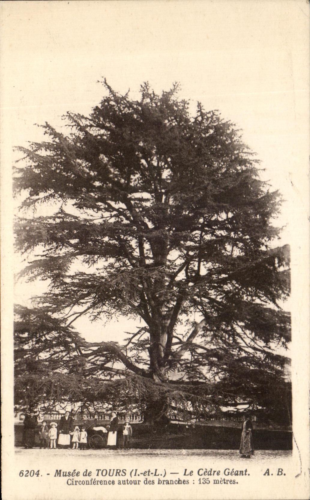 CPA Musee de Tours Le Cedre Geant Circonference autour des branches